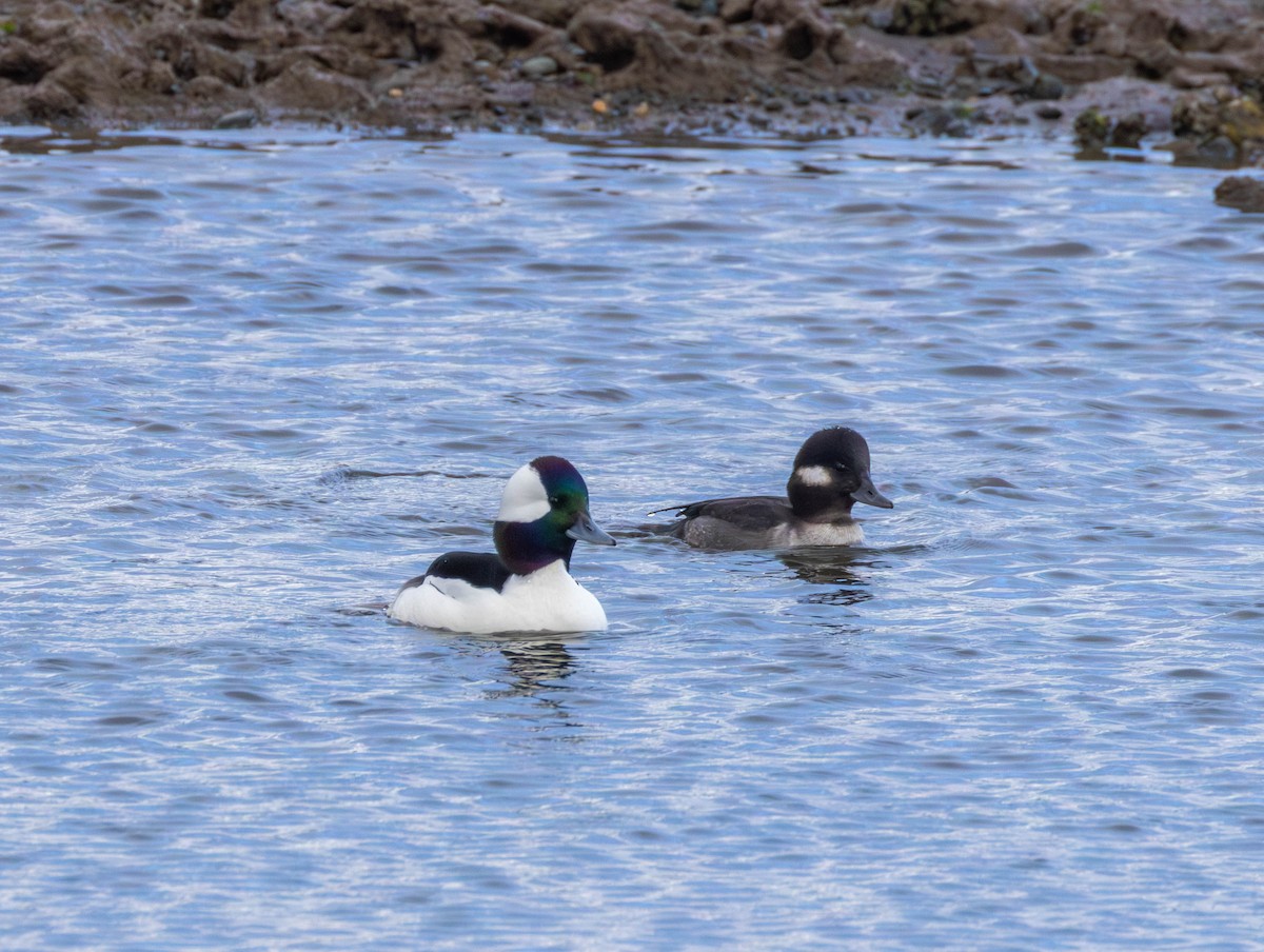 hohol bělavý - ML646479628