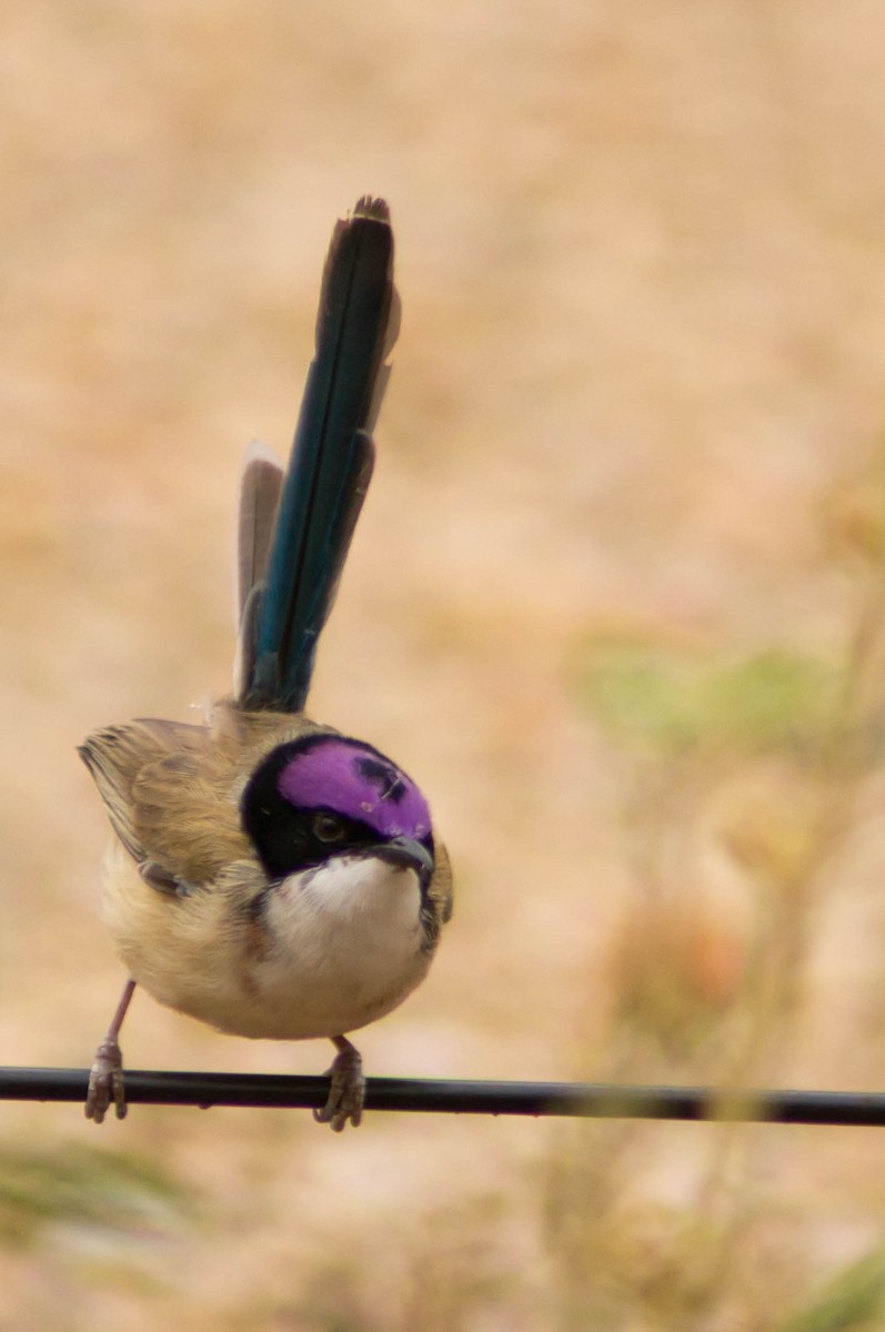 purpurkronealvesmett - ML646479632