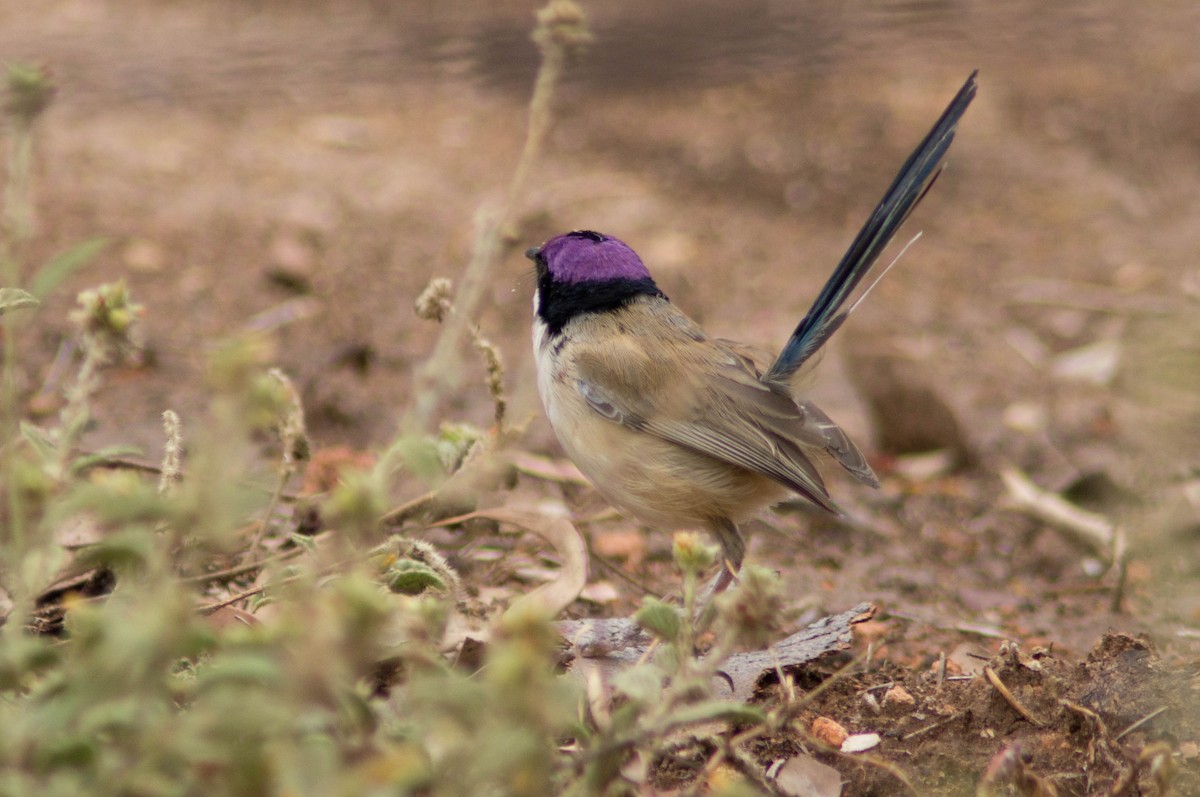 purpurkronealvesmett - ML646479633