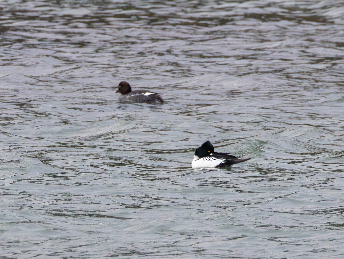 hohol severní - ML646479636