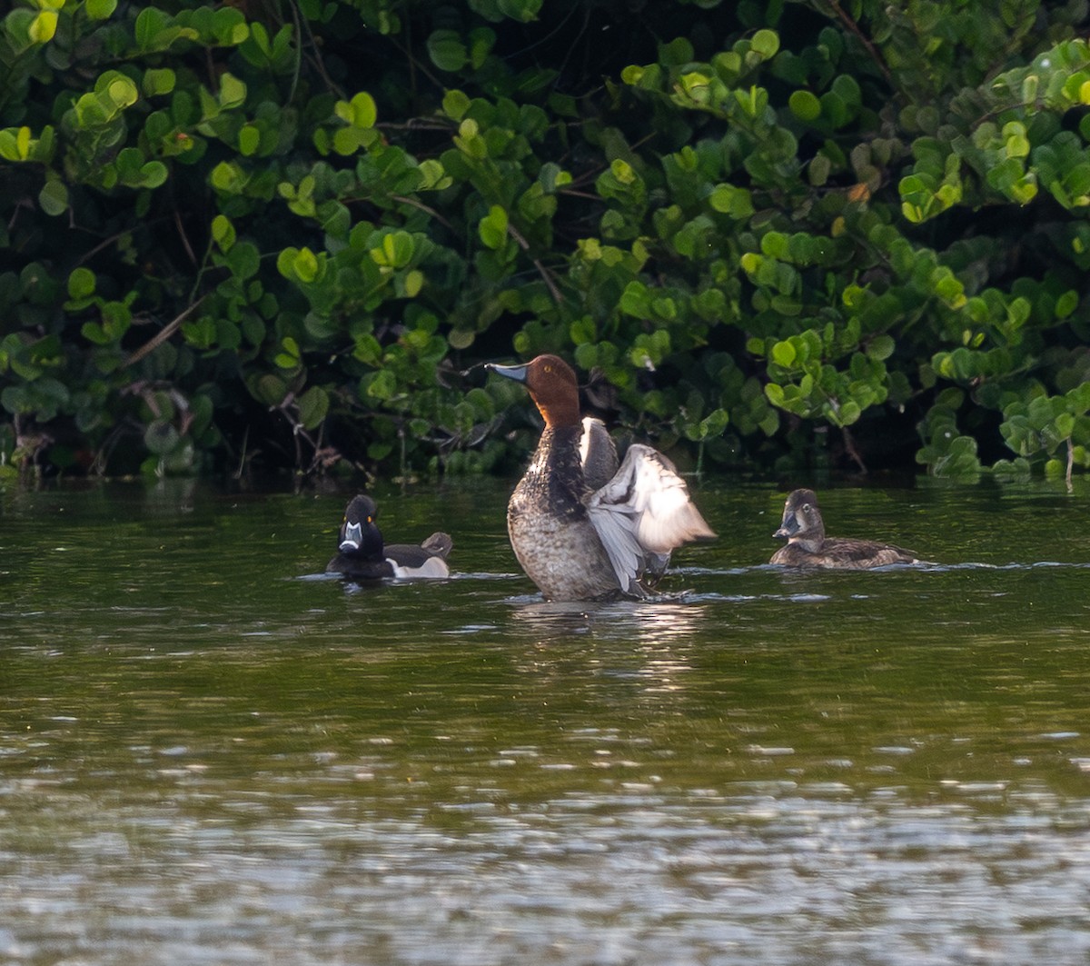 Amerika Elmabaşı - ML646479639