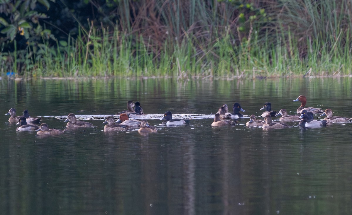 Amerika Elmabaşı - ML646479640