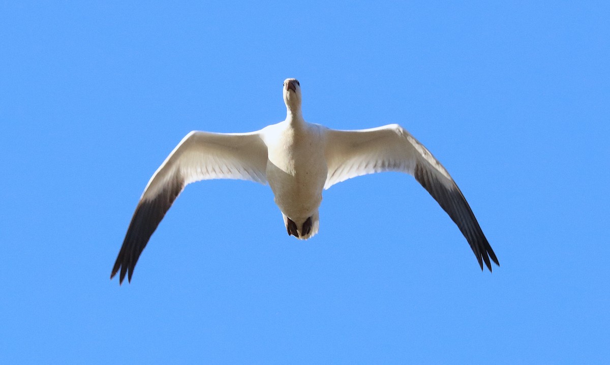 Ross's Goose - ML646479641