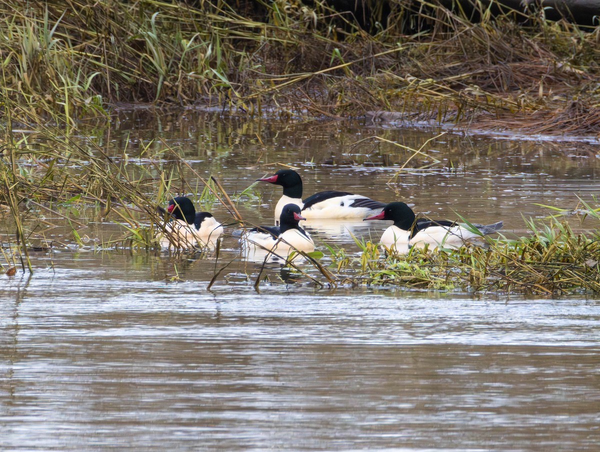 morčák velký - ML646479642