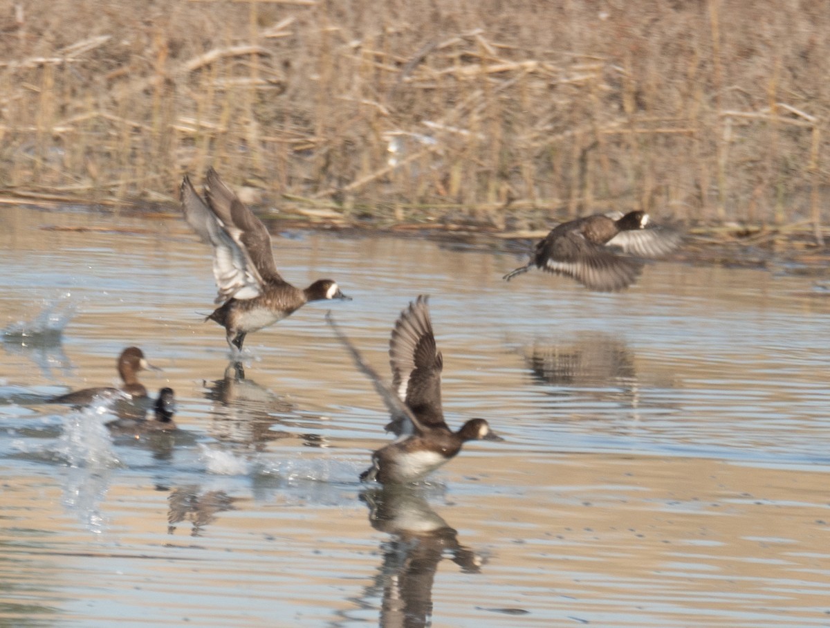 bergand - ML646479649