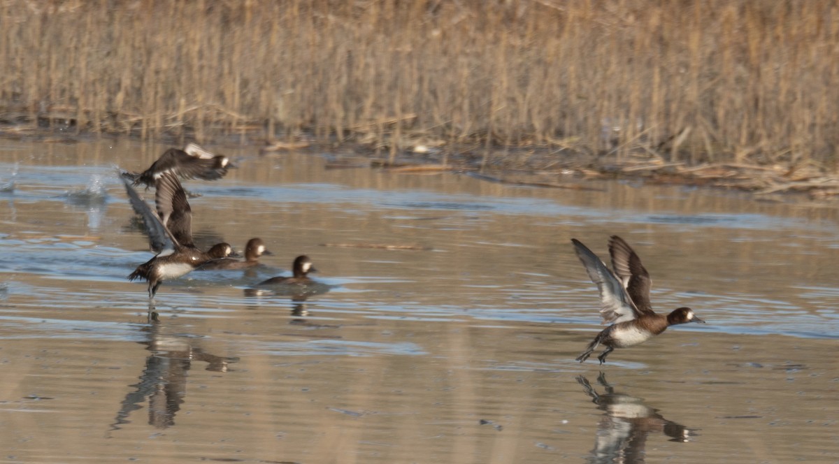 bergand - ML646479650