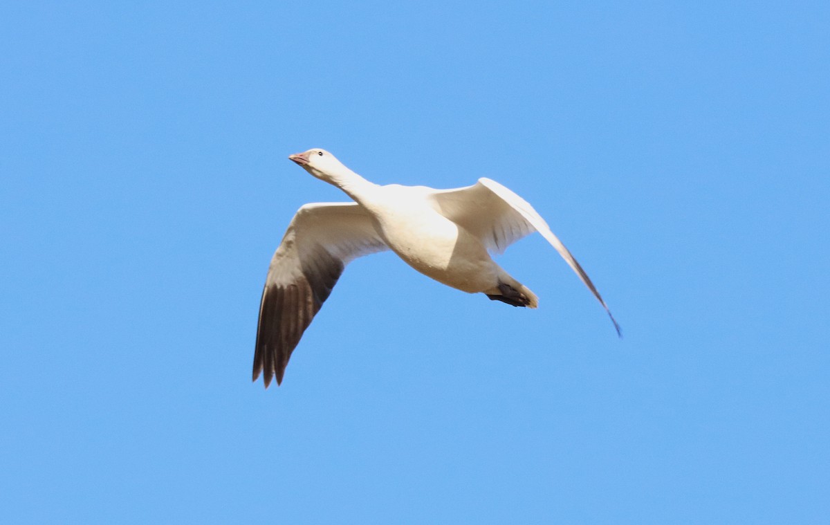 Ross's Goose - ML646479652