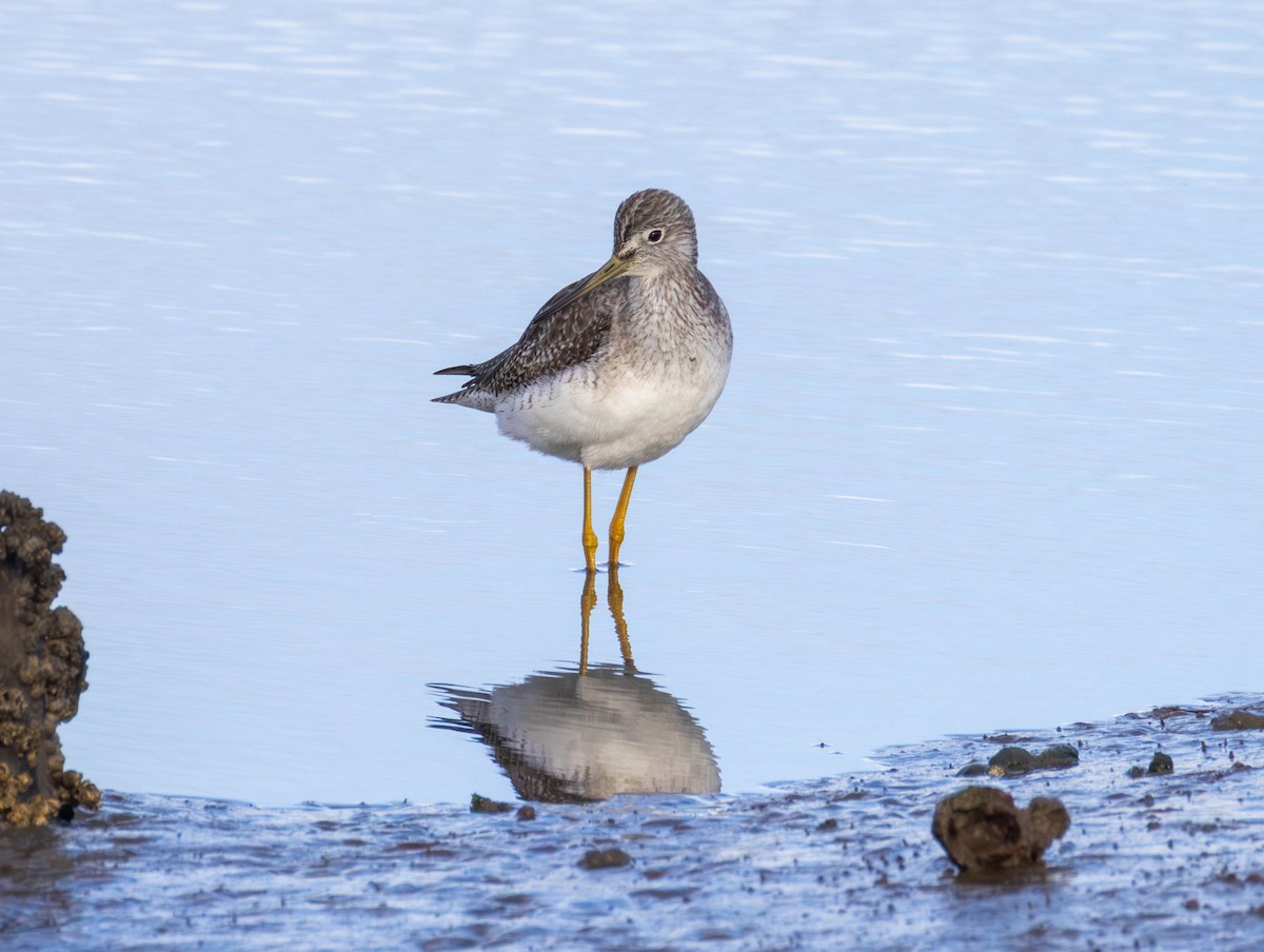 Kuliska hankahori handia - ML646479653