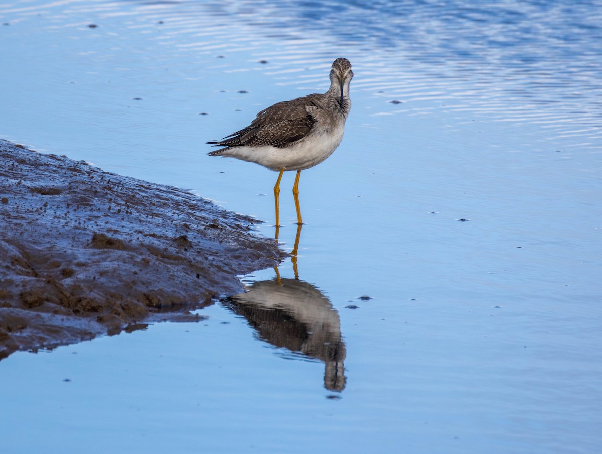 Kuliska hankahori handia - ML646479654