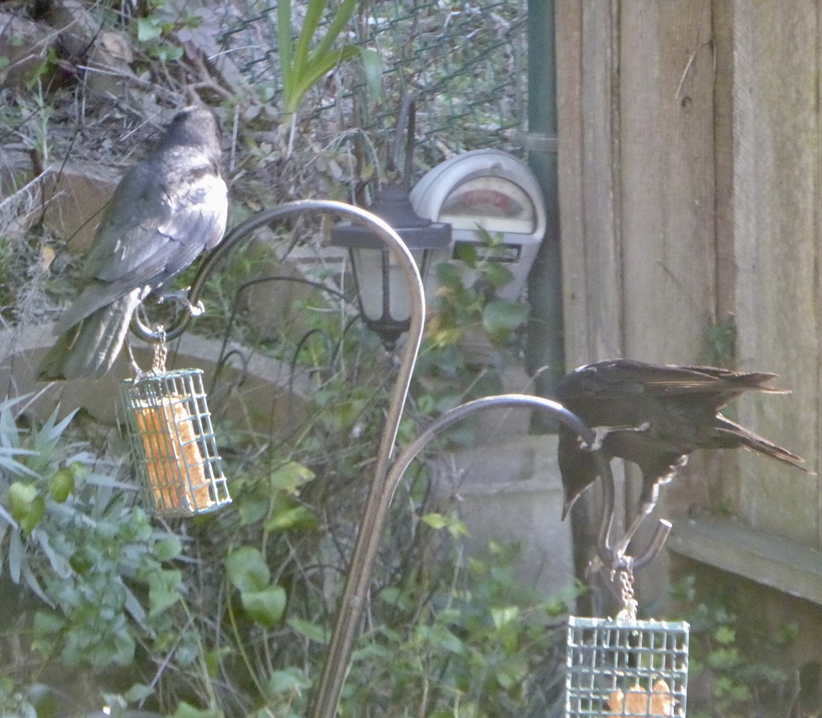 vrána americká - ML646479655