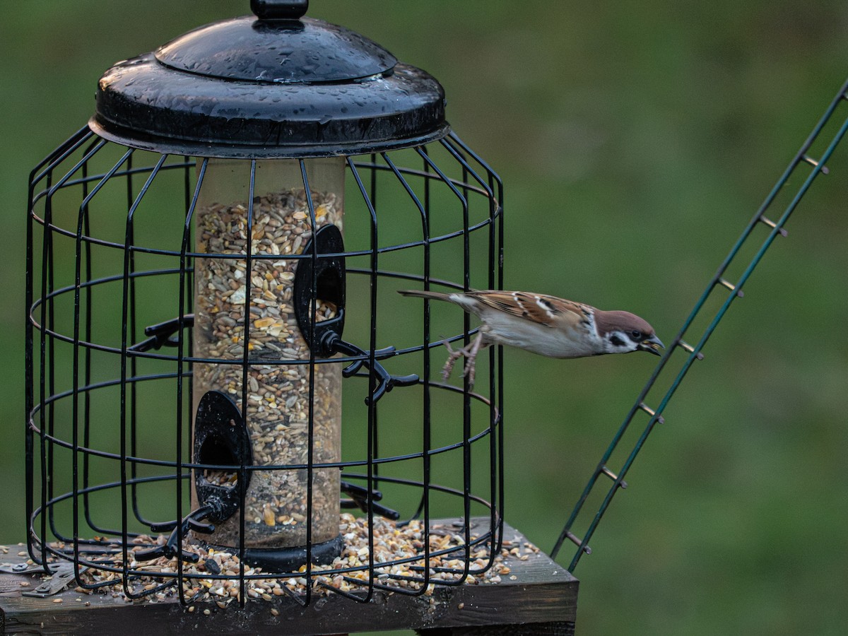 Eurasian Tree Sparrow - ML646479656