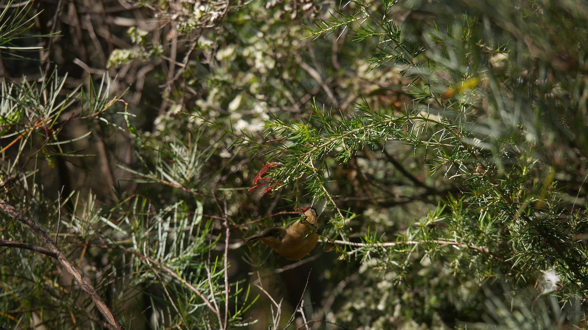 Picoespina Oriental - ML646479660