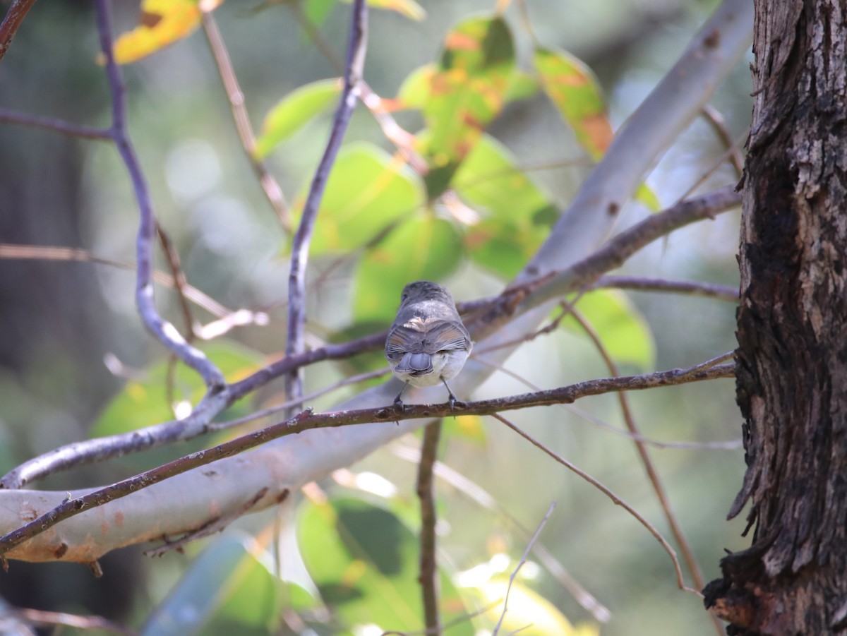 Golden Whistler - ML646479662
