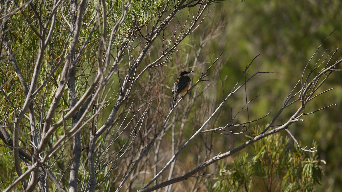 Picoespina Oriental - ML646479663