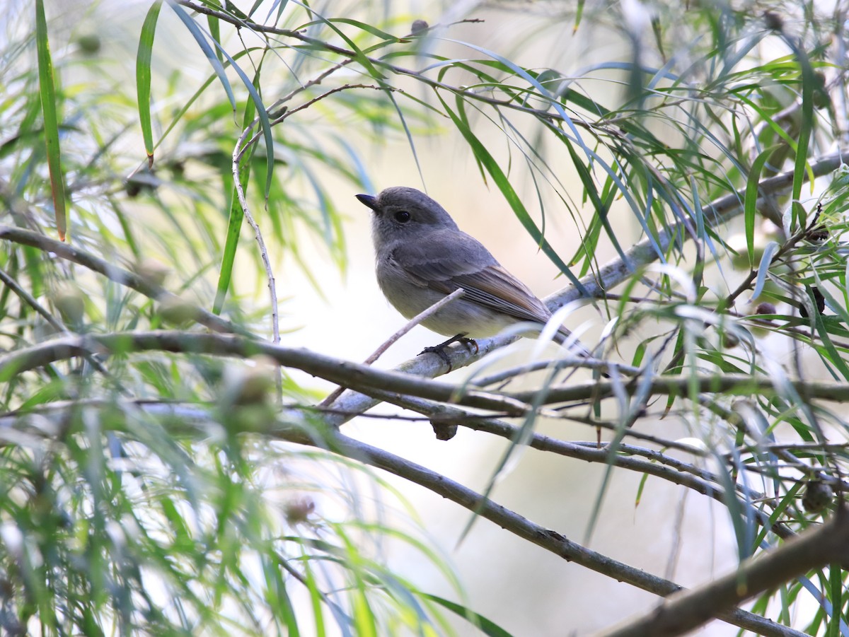 Golden Whistler - ML646479664