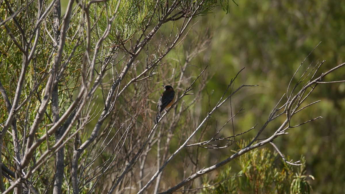 Picoespina Oriental - ML646479665