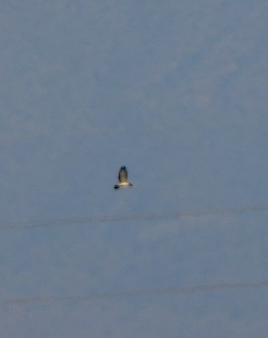 ミジカオノスリ - ML646479672