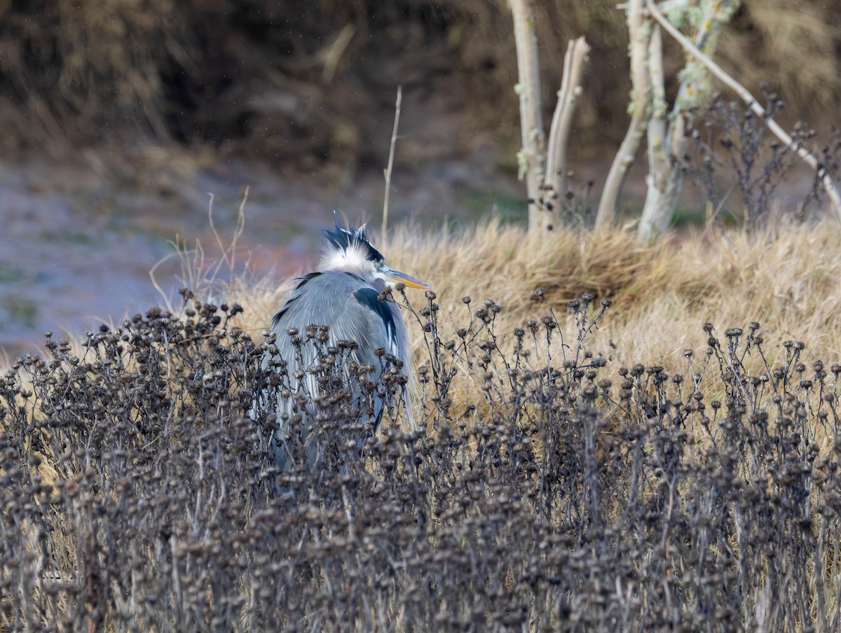 volavka velká - ML646479674