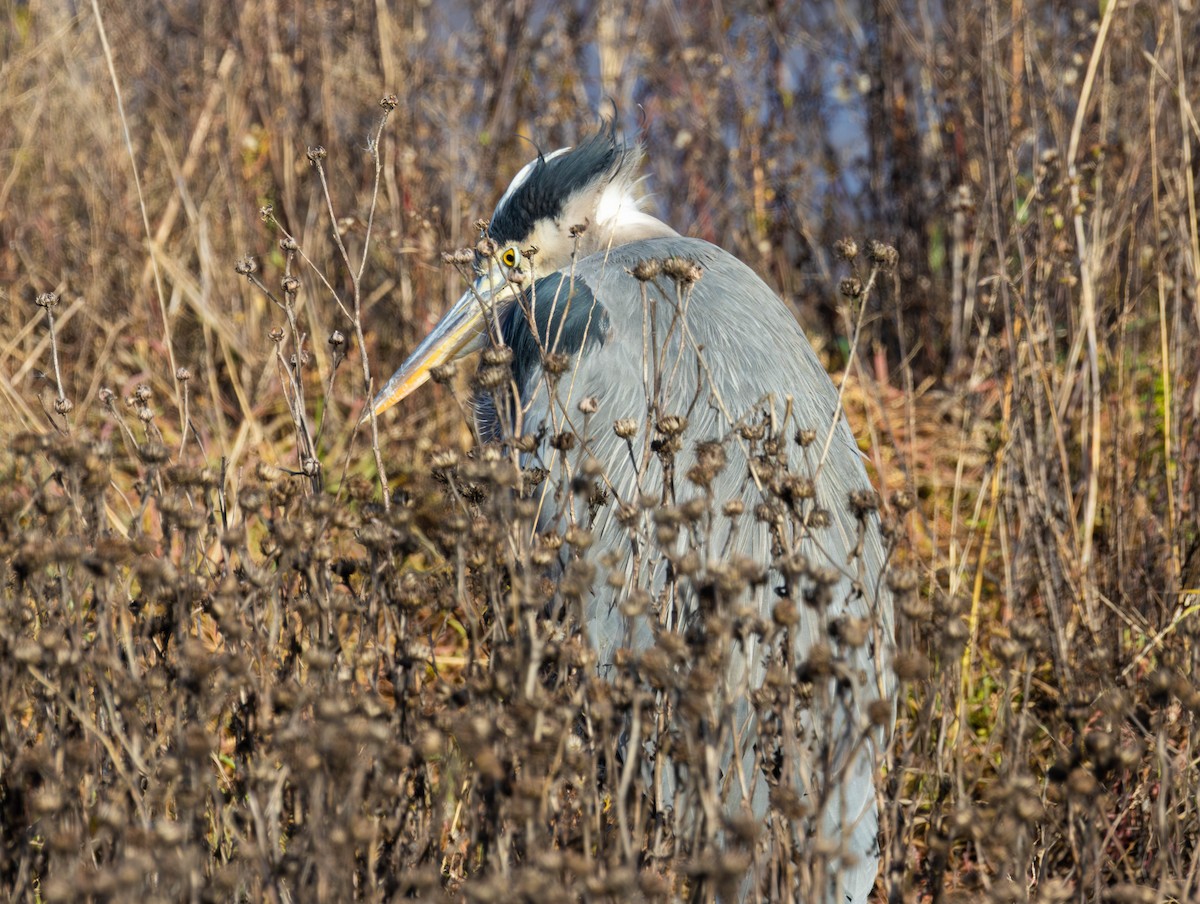 volavka velká - ML646479675