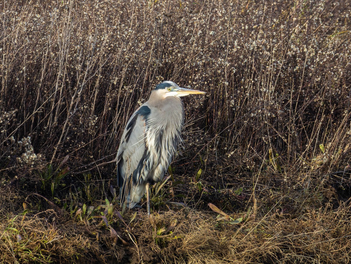 volavka velká - ML646479676