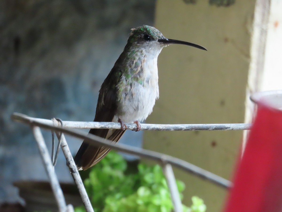 Colibrí de Buffon - ML646479678