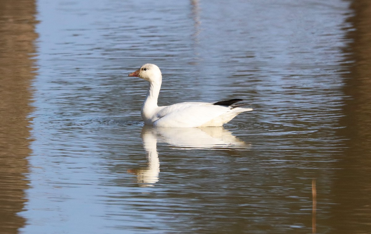 Ross's Goose - ML646479685