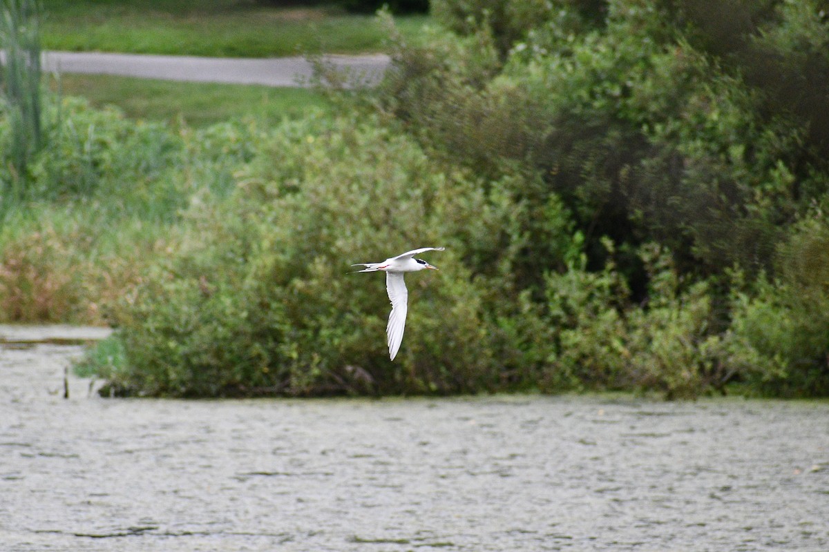 rybák rajský - ML646479686