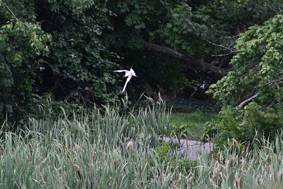 rybák rajský - ML646479690