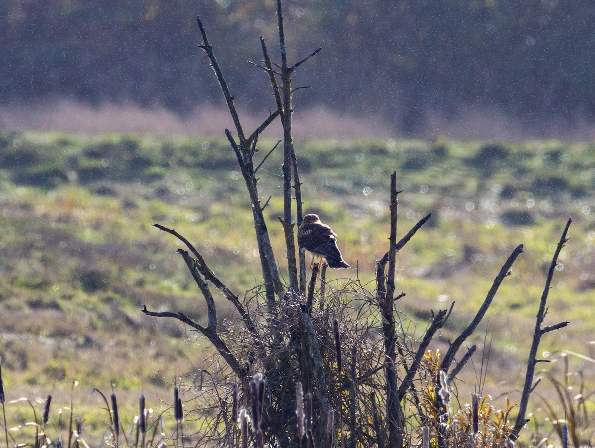 moták severoamerický - ML646479695