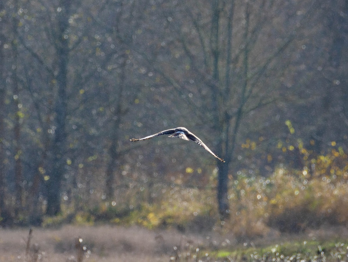 moták severoamerický - ML646479696