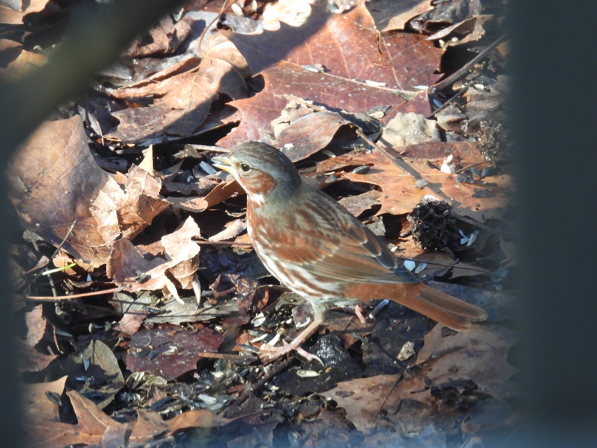 Fox Sparrow - ML646479700