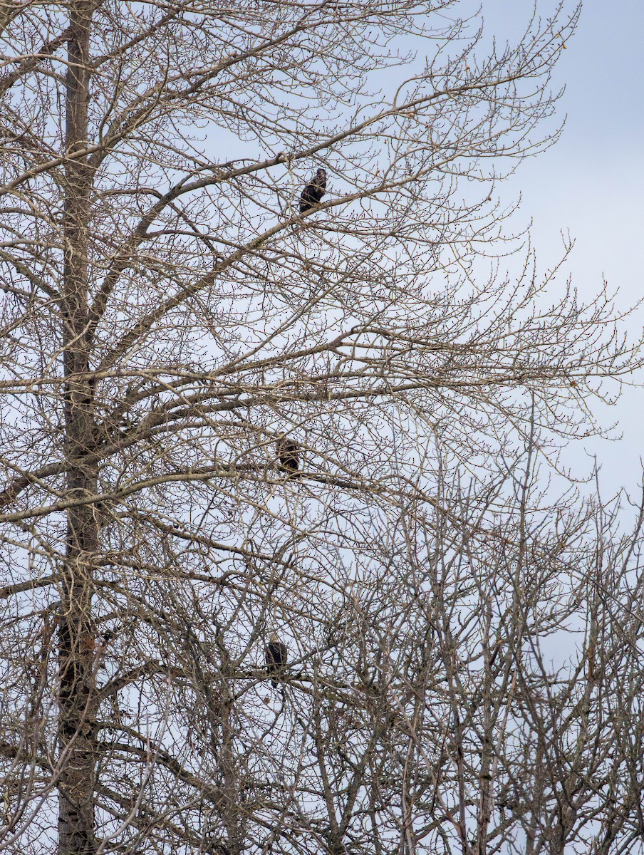 orel bělohlavý - ML646479708