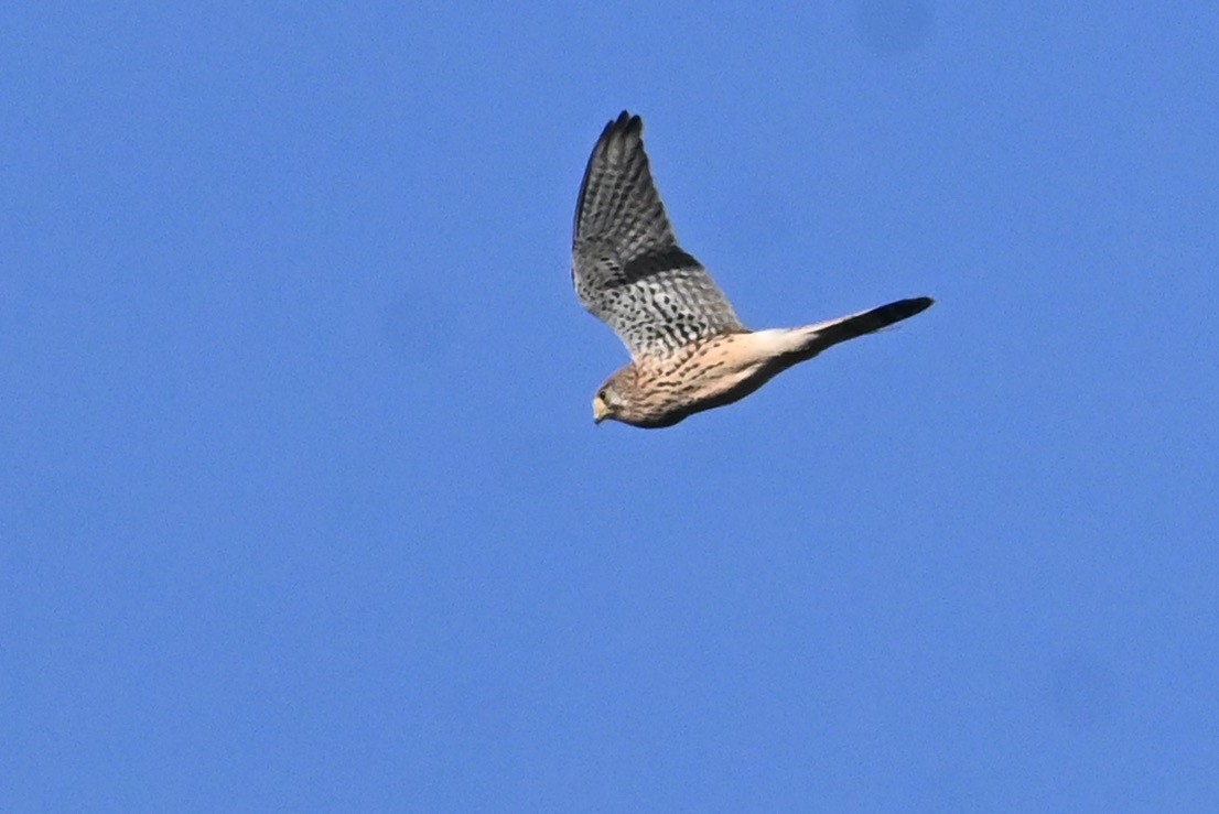 Eurasian Kestrel - ML646479709
