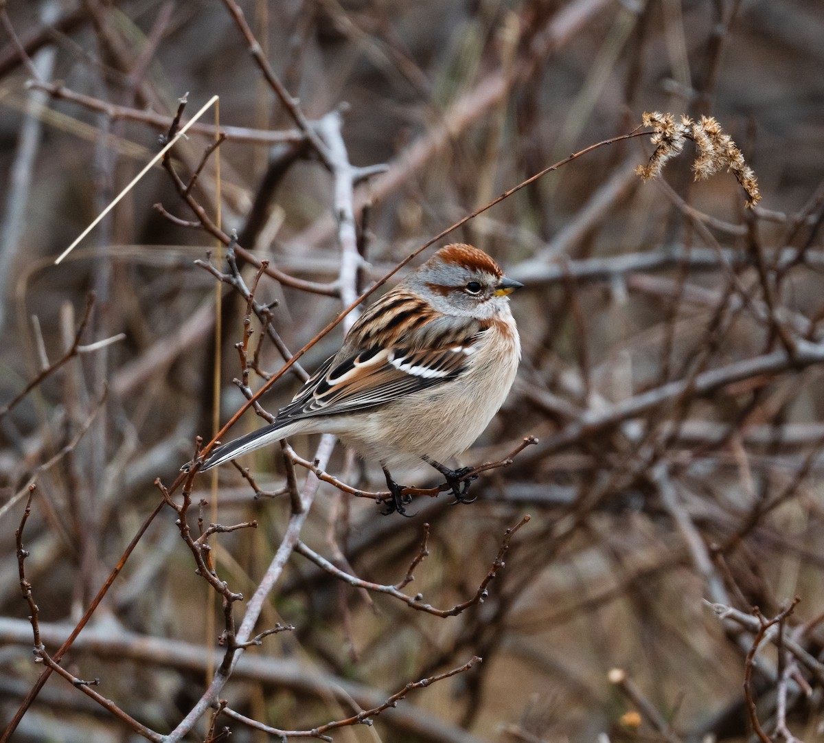 Chingolo Arbóreo - ML646479712