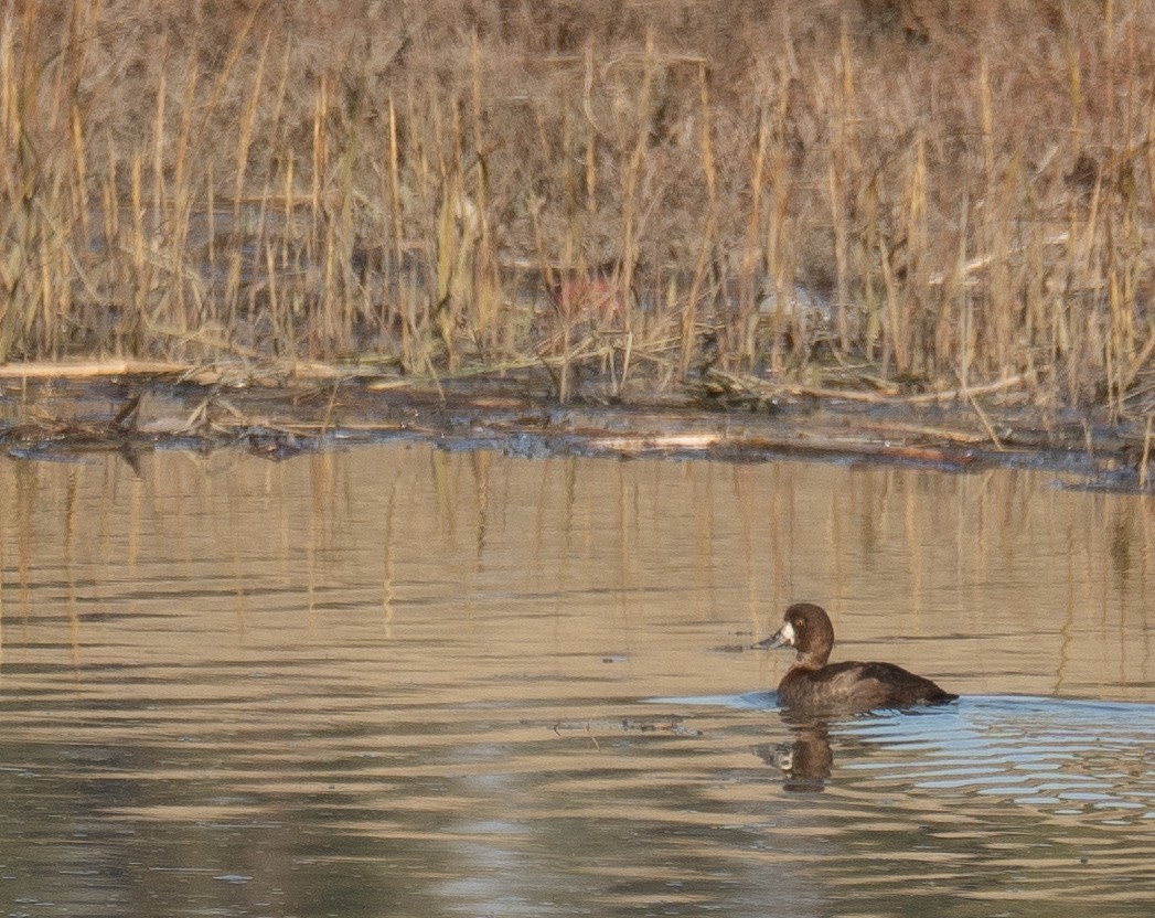 bergand - ML646479715