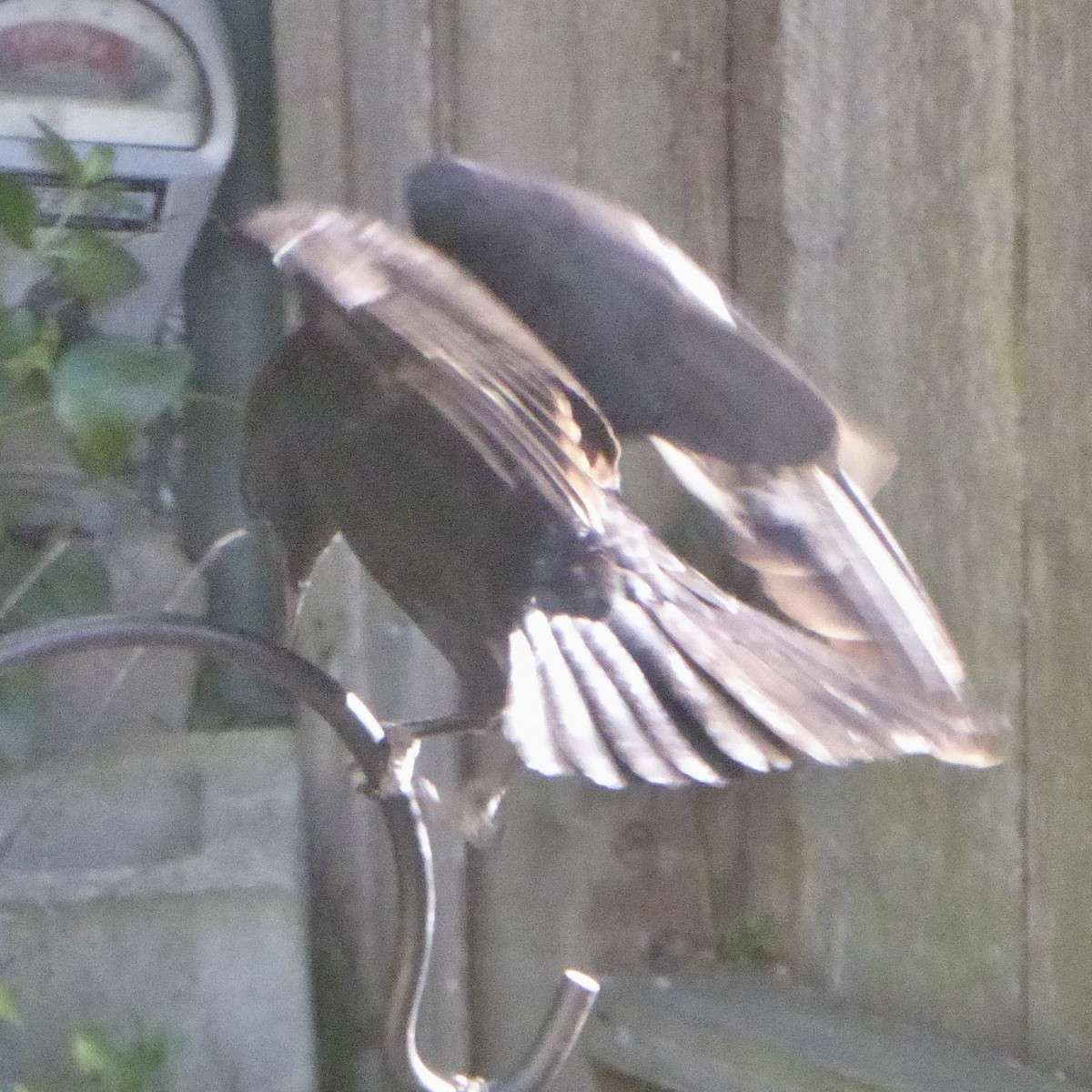 vrána americká - ML646479717