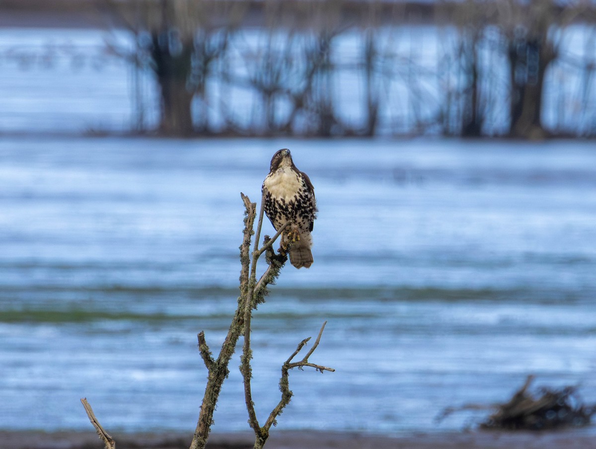 káně rudochvostá - ML646479718