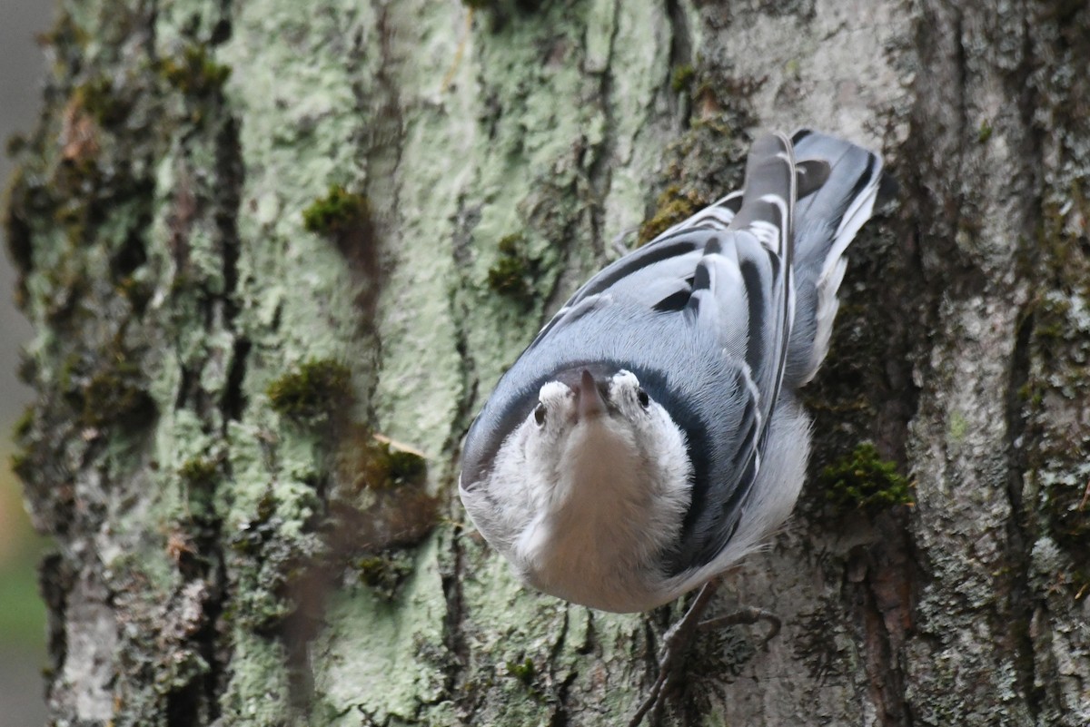 brhlík běloprsý - ML646479719