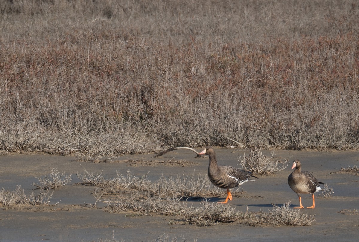 Ánsar Careto - ML646479721