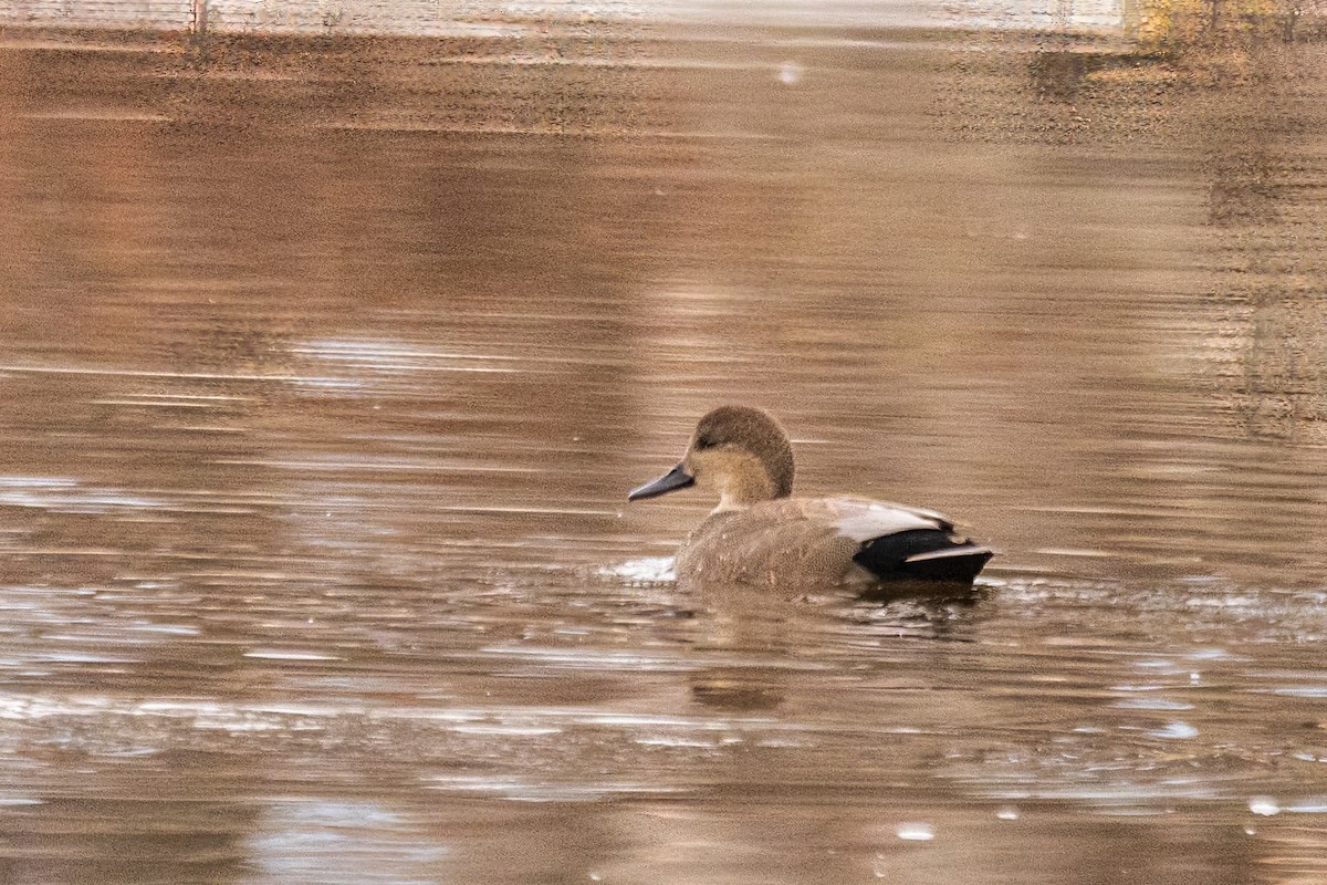 Ánade Friso - ML646479722