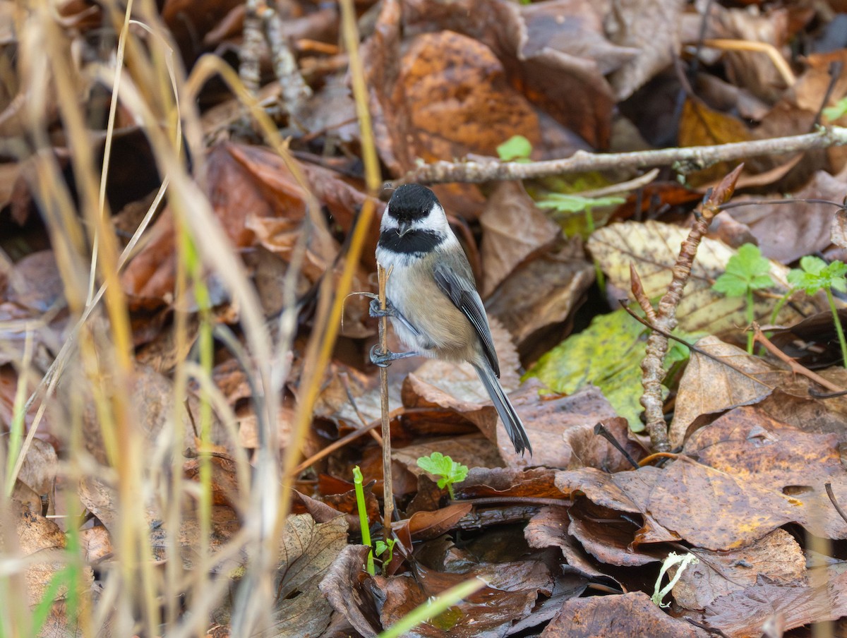 Carbonero Cabecinegro - ML646479723