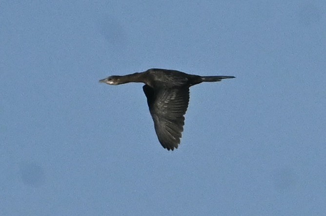 Cormorán Pigmeo - ML646479724