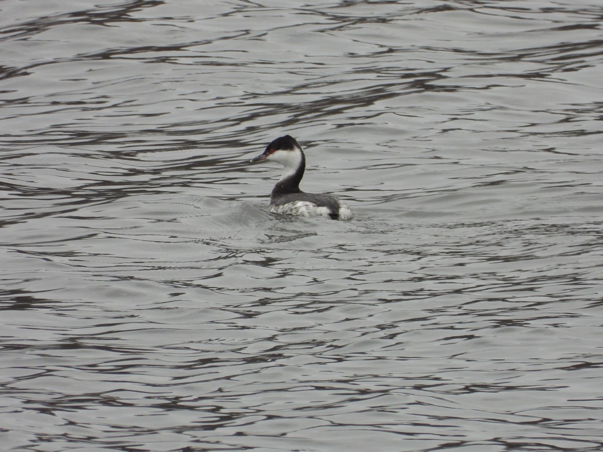 Zampullín Cuellirrojo - ML646479725