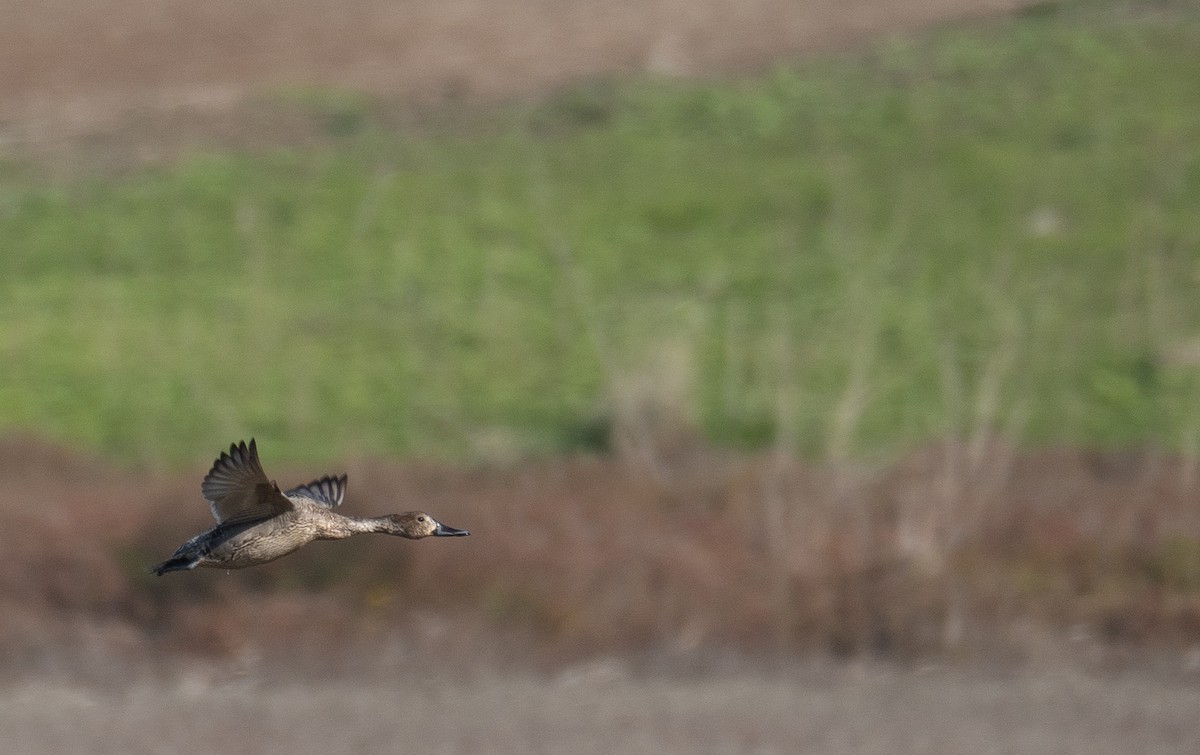 Ánade Rabudo - ML646479728