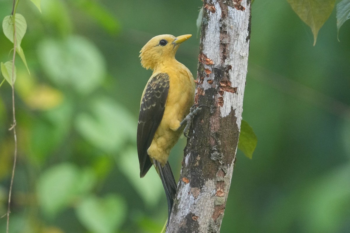 Carpintero Amarillo - ML646479730