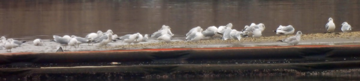 Gaviota de Delaware - ML646479731