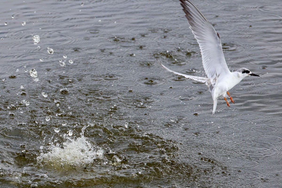 Charrán de Forster - ML646479732