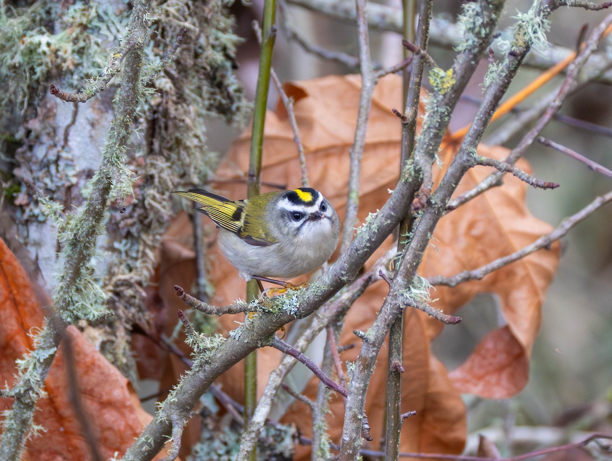 Reyezuelo Sátrapa - ML646479733