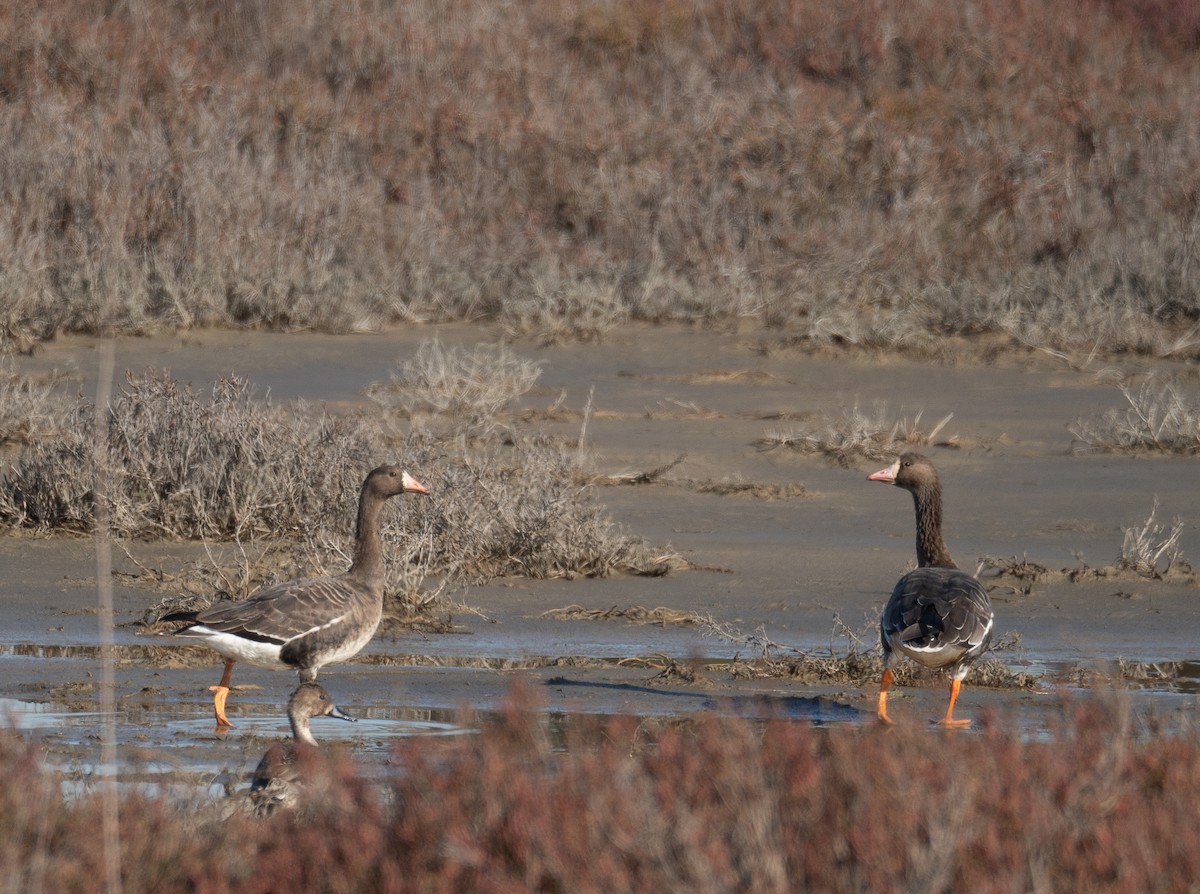 Ánsar Careto - ML646479734