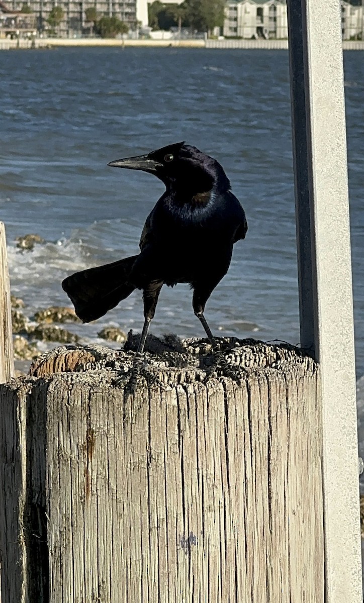 Zanate Marismeño - ML646479735